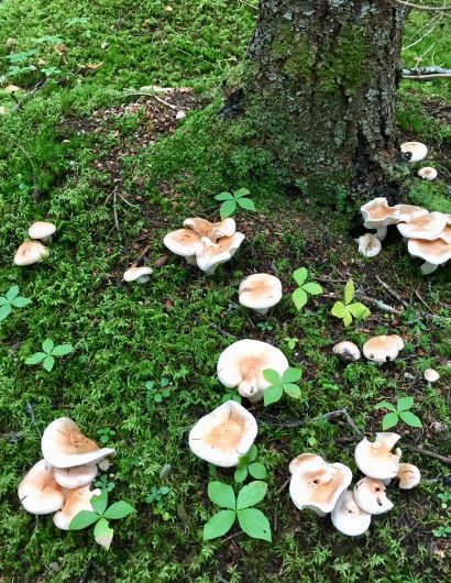 mushrooms