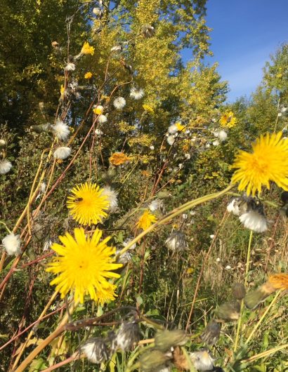 flowers in summer